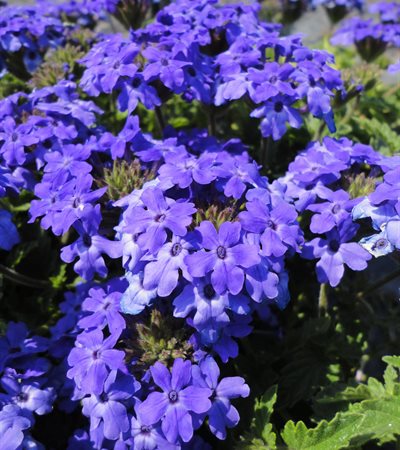 Verbena Superbena Royale® Chambray